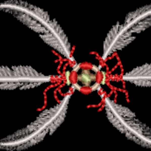 WO062 Thumbnail